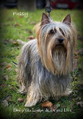 Étalon Australian Silky Terrier - Pussy Des P'tits Loups De Grand Lieu