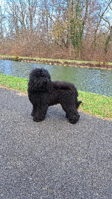 Étalon Barbet - Tinky winky Des Boucles Du Barb'Eau D'Or