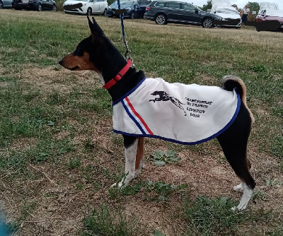 Étalon Basenji - CH. RhÃ©ia De La Tribu De Sankaan