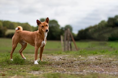 Étalon Basenji - Nevali Çori R kweli