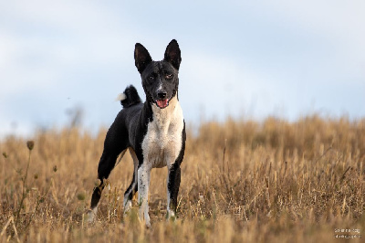 Étalon Basenji - Nevali Çori Soumbi