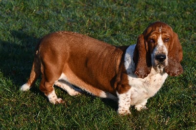 Étalon Basset Hound - Saperlipouet'pouet Des Mille Et Une Roses