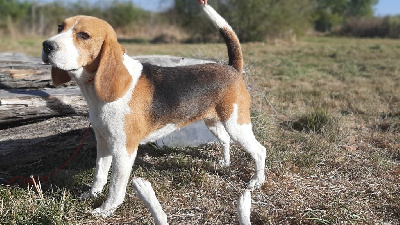 Étalon Beagle - Tamise Du Domaine Des Pattes Dorées