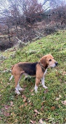 Étalon Beagle-Harrier - Mini des travers du mont bouquet