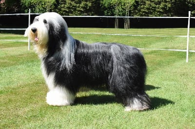 Étalon Bearded Collie - Schester black du paradis des coeurs tendres