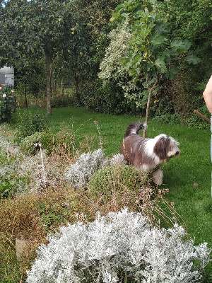 Étalon Bearded Collie - Precieuse De La Vie En Couleur