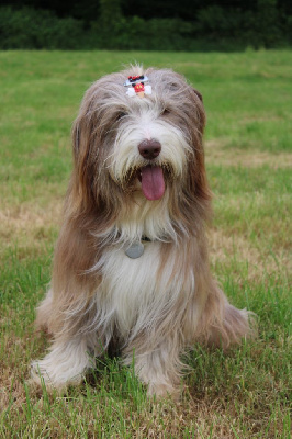 Étalon Bearded Collie - Specimen a dream of Bear'd