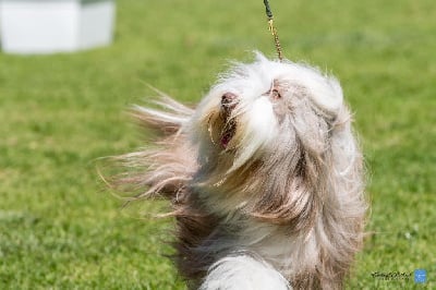 Étalon Bearded Collie - Sydney at lyon des bergers des mille et une nuit