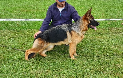 Étalon Berger Allemand - Shelby du val d' anzin