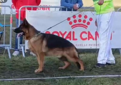 Étalon Berger Allemand - Silver du val de siagne