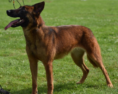 Étalon Berger Belge - Red dragon De L'Odyssée D'Hèra