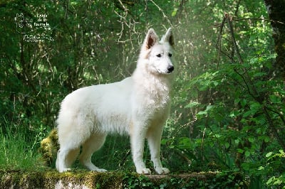 Étalon Berger Blanc Suisse - Triumph letty de L'aige de la tournelle