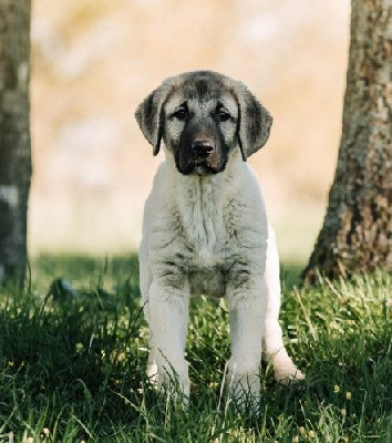 Étalon Berger Kangal - Uria-malia du Domaine de Sara