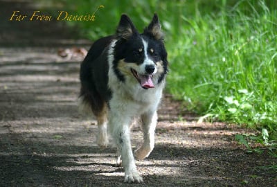 Étalon Border Collie - Far from danaishe