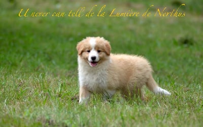 Étalon Border Collie - U never can tell de la lumière de nerthus De La Lumière De Nerthus