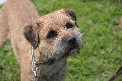 Étalon Border Terrier - CH. Tobermory jerchava singapore sling