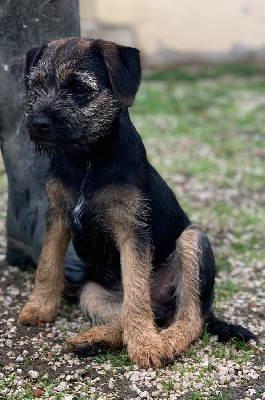 Étalon Border Terrier - Keywater Unstoppable