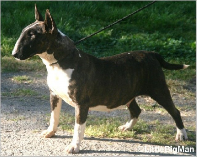 Étalon Bull Terrier - Obsidienne Of the little big man