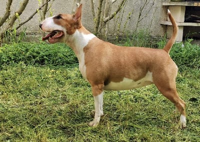 Étalon Bull Terrier - Down By Law Rosebud