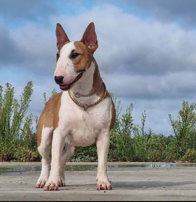 Étalon Bull Terrier Miniature - De l'eternel de gaya De L'Eternel De Gaya 