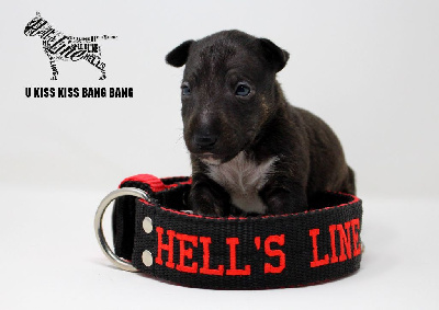 Étalon Bull Terrier Miniature - hell's line U kiss kiss bang bang