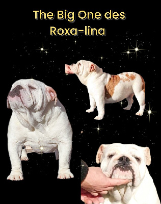 Étalon Bulldog Anglais - Thé big one des Roxa-Lina