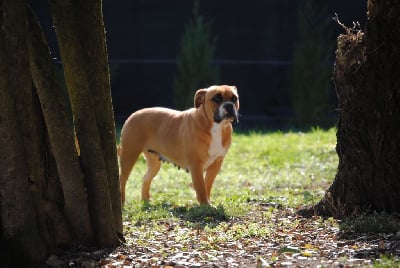 Étalon Bulldog continental - Sultane Des Belles Truffes