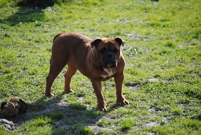 Étalon Bulldog continental - Rachel de la Borde Riva