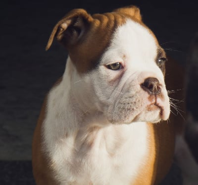 Étalon Bulldog continental - the Breeding Winner Upsilon