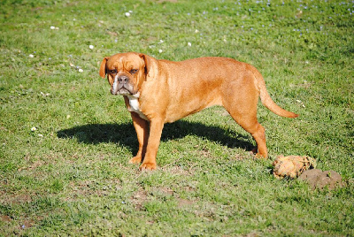 Étalon Bulldog continental - Sunshine Des Belles Truffes