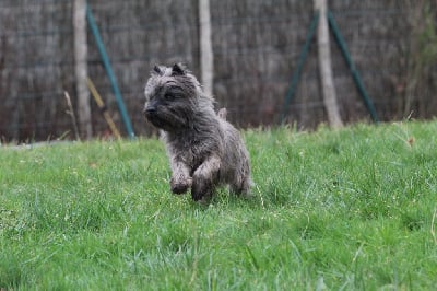 Étalon Cairn Terrier - Tsuga des Loups de Saint-Benoît