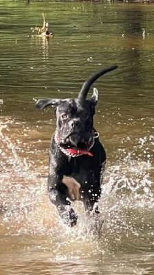 Étalon Cane Corso - Tyson de Roz Ar Gall