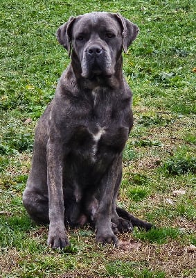 Étalon Cane Corso - Shana de l'eden de malizia