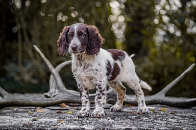 Étalon Chien d'Oysel allemand - Uggs De L'Abbaye Du Tresor