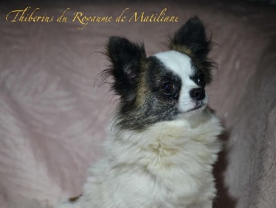 Étalon Chihuahua - Thiberius Du royaume de Matiliane