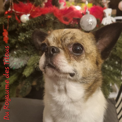 Étalon Chihuahua - Roméo Des P'tits Bouts D'Entrain