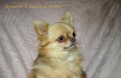 Étalon Chihuahua - Rosebud De La Lumière De Nerthus