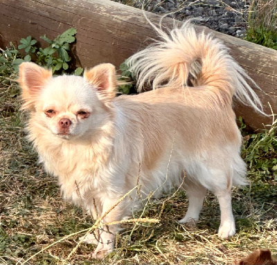 Étalon Chihuahua - Tornade Des Anges d'Agapi