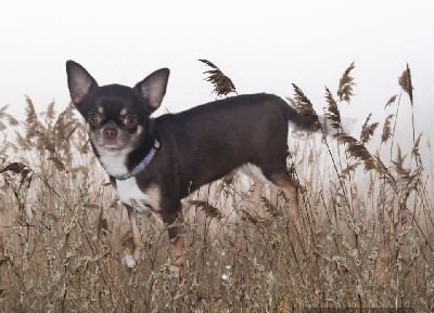 Étalon Chihuahua - Tya Des Gourmandises De Strass