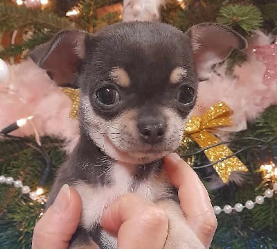 Étalon Chihuahua - U make me crazy de L'Arbre des Batailles