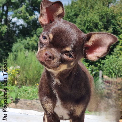 Étalon Chihuahua - Umi Du Royaume Des Titous