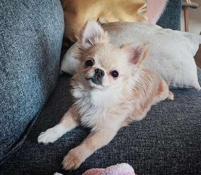 Étalon Chihuahua - posejdon
