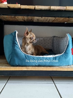 Étalon Chihuahua - Tiki Du Gang Des Minis Crocs