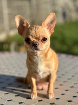 Étalon Chihuahua - Salomée Du Grimoire Des Nains