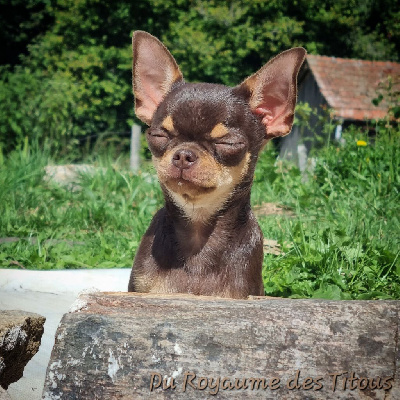 Étalon Chihuahua - Uilly Du Royaume Des Titous