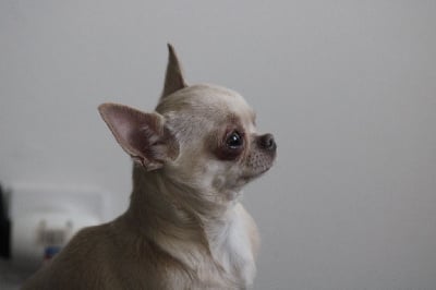 Étalon Chihuahua - Romy Des Petits Bikinis