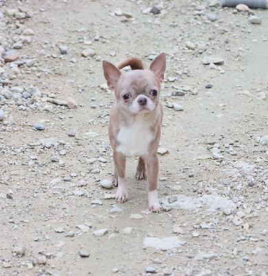 Étalon Chihuahua - French Style Rambo