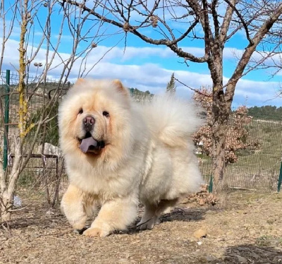 Étalon Chow Chow - Rianna du bleu majestueux