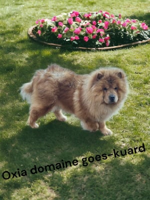 Étalon Chow Chow - Oxia domaine de goes-kuard