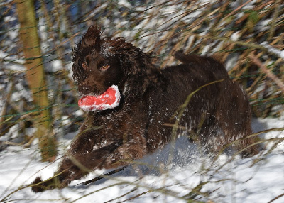 Étalon Cocker Spaniel Anglais - Summertime of Glharama